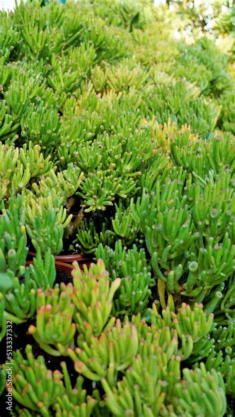 Beautiful Exotic Rare Crassula Ovata Gollum Finger Jade Plant From A