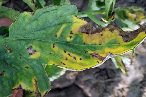 Identify And Treat Septoria Leaf Spot On Tomatoes Make House Cool