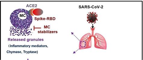 中科院研究揭示新冠病毒诱导肺炎症损伤的新机制并提出抗炎新策略spike颗粒蛋白