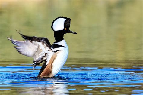 Черная утка с хохолком - 73 фото