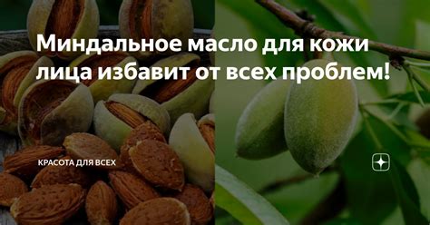 Миндальное масло для кожи лица избавит от всех проблем! | Красота для ...