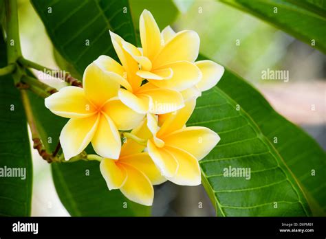 Tropical Plumeria Frangipani Flowers Stock Photo Alamy