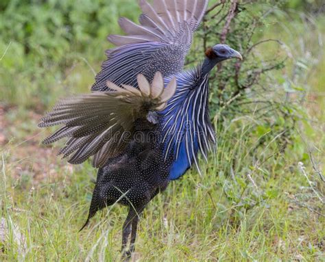 A Vulturine Guinea Fowl In Grass Stock Image Image Of Samburu Close