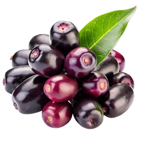 Jamun Fruit Jamun Fruit Of Indisch Bramenfruit Dat Aan De Boom Rijpt