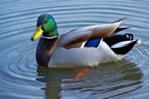How Long Does a Mallard Duck Live? - My Bird Garden