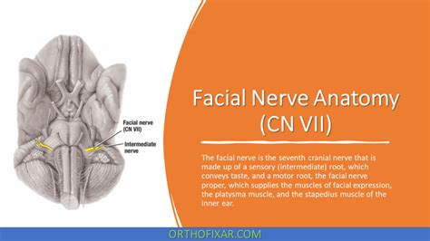 Facial Nerve Anatomy CN VII OrthoFixar 2024