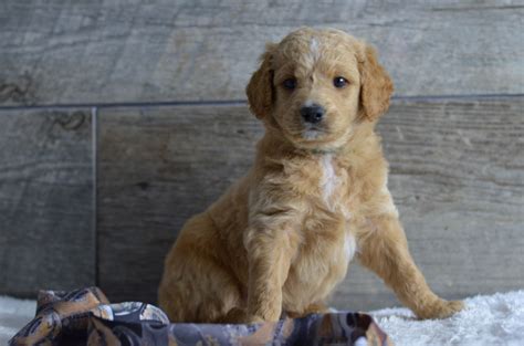 Mini Goldendoodle Puppies Under $1000 at Paul Brower blog