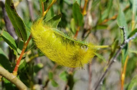 Yellow Fuzzy Caterpillar Smithsonian Photo Contest Smithsonian Magazine