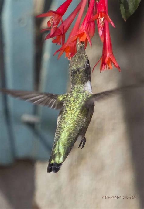 9838 Anna S Hummingbird Male Immature Back Sylvia Wright Flickr