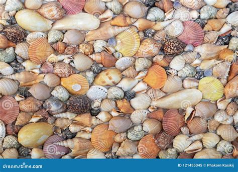 Various Sea Shells On A Concrete Wall Decoration Outdoor Park Stock