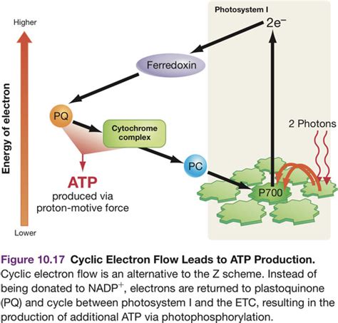 Ferredoxin In Photosynthesis