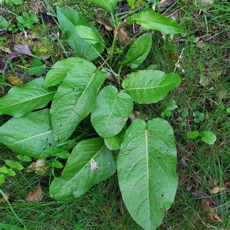 some green leaves are growing in the grass