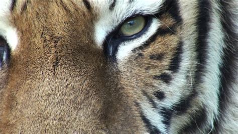 Goodinfo: Siberian Tiger Eye Close Up
