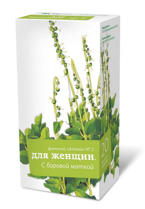 Трава Боровая Матка Фото Где Растет – Telegraph