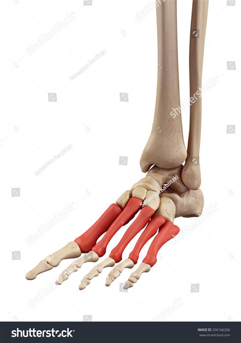 Medical Accurate Illustration Metatarsal Bones Stock Illustration 296166206 Shutterstock