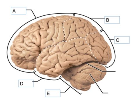 Neuro Quizzes Flashcards Quizlet