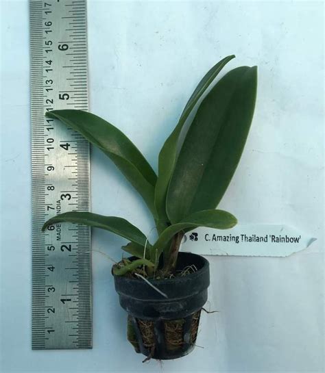 Buy Amazing Thailand Cattleya Orchids Online Amazing Thailand