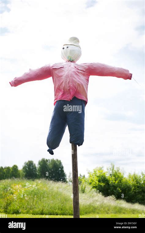 traditional scarecrow  field stock photo alamy