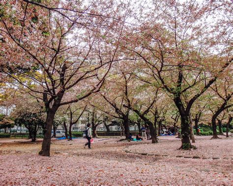 Cherry Blossom Nagoya Japan