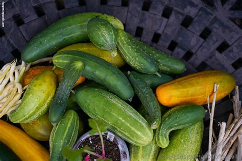 Wolfofthewild Wolfofthewildd Nude OnlyFans Leaks Fappening FappeningBook