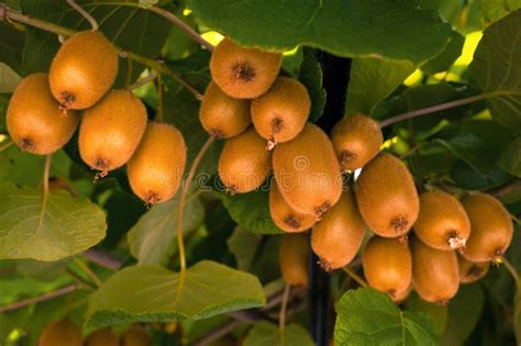 Kiwi Actinidia Chinensis Di Frash Su Un Albero Con I Rami E Le Foglie