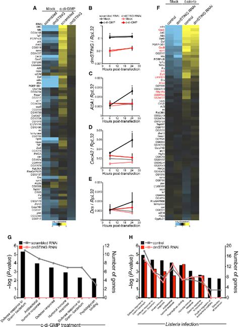 Figure 2 From Analysis Of Drosophila STING Reveals An Evolutionarily