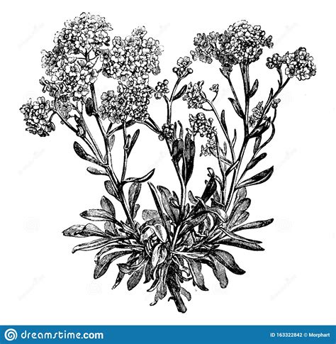 Alyssum Saxatile Flowers Vintage Illustration | CartoonDealer.com