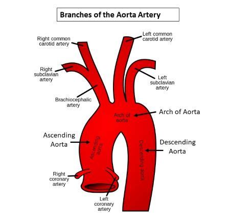 What are the first vessels to receive blood after it enters the aorta from heart thru aortic ...