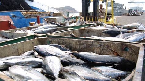 Pesca Canarias Los Inspectores De Pesca Mar Tima Se Van A La Huelga En