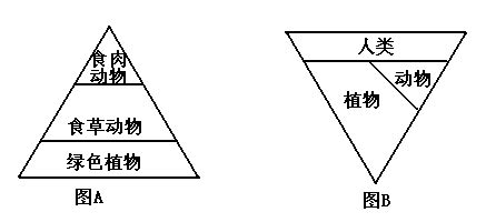 8下图A为自然生态系统的生态金字塔 下图B为城市 生态系统的生态倒金字塔 以下解释不符合客观事实 的是 A组成A和B生态系统不可缺少的生物