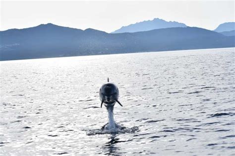 Golfo Aranci Excursion Cologique En Bateau Pour Observer Les