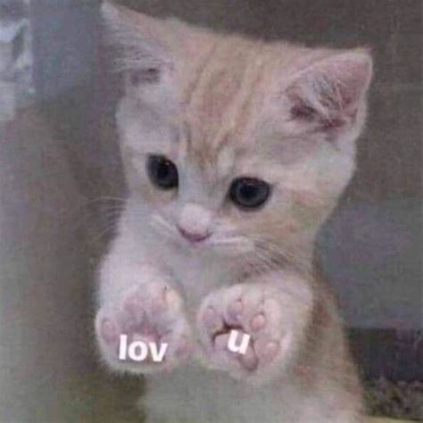 Cute Cat☺️🎀🧸 In 2024 White Cat Meme Cute Memes Silly Cats Pictures