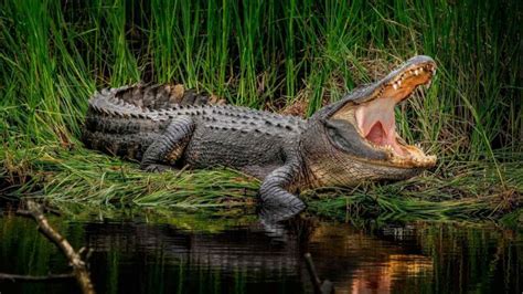 Que signifie un crocodile dans un rêve Interprétation des rêves