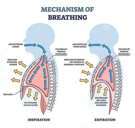 Mechanism of Breathing with Anatomical Process Explanation Outline ...