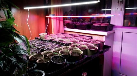 Фитолампы для рассады: как выбрать светодиодную для подоконника, какая ...