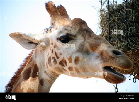 Giraffe At Taronga Zoo Sydney Australia Stock Photo Alamy