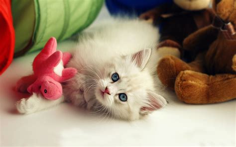 Cute Cat Wallpapers For Desktop 66 Images