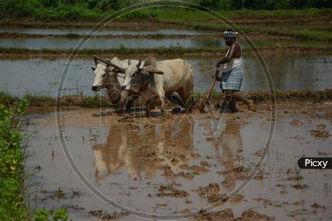 Image Of Indian Farmer Ploughing Agricultural Field With Bullocks In