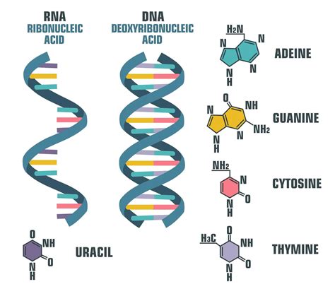 Nucleic Acid