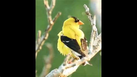 Bird Singing Youtube