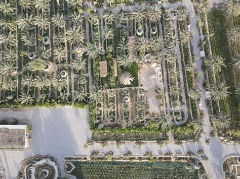 Meet the Qatari farmer growing medicinal plants in the desert | Euronews