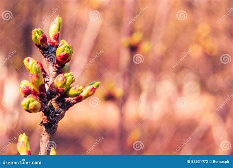 Green Buds On A Tree Stock Image CartoonDealer 121817917