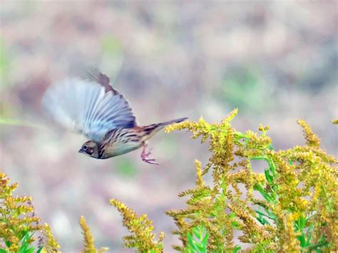 20201121 淀川河川敷 ” ホオアカ ” を狙って6選 Toriuroarukiblog