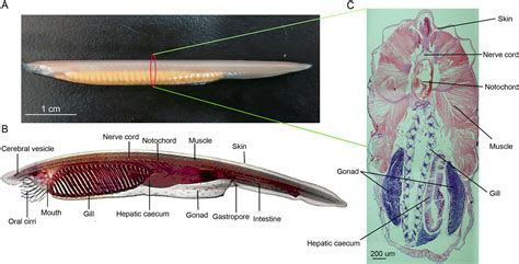 Frontiers Genome Wide Identification And Transcriptomic Analysis Of