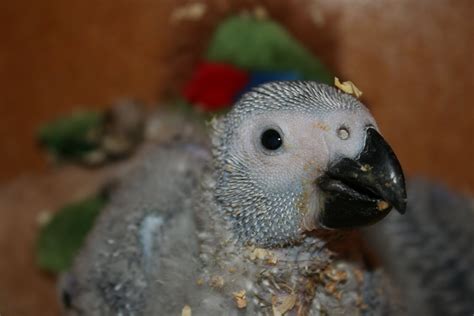 Yolandé Pienaar: African Grey Parrot Babies Develop Feathers