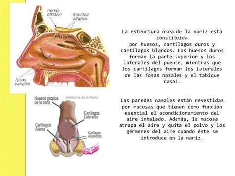 NARIZ - Anatomia y Funciones