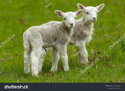 35247 Lamb Pasture Background Images Stock Photos And Vectors