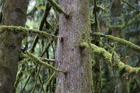 the pacific northwest tree octopus 5