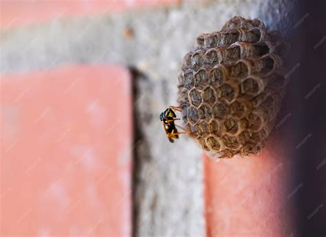 Premium Photo | Wasp protecting wasp nest on a brick wall invasion