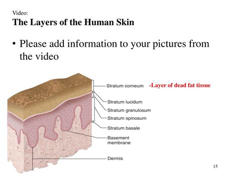 Ppt Sponge Set Up Cornell Notes On Pg Topic Ch Integumentary